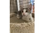 Adopt Frost a Gray or Blue (Mostly) Domestic Shorthair / Mixed cat in Stockton