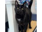 Adopt Jill a All Black Domestic Shorthair / Mixed cat in Great Falls