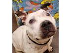 Adopt Puppa a Pit Bull Terrier / Mixed dog in Lexington, KY (38705556)
