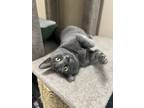 Adopt Calpurnia a Gray or Blue Domestic Shorthair / Domestic Shorthair / Mixed