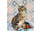 Adopt Muffy a Gray, Blue or Silver Tabby Domestic Shorthair / Mixed (short coat)