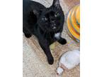 Adopt Inky a Domestic Shorthair cat in Burlington, VT (38732147)
