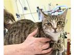 Adopt Faith a Brown Tabby Domestic Shorthair / Mixed (short coat) cat in Hudson