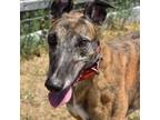 Adopt RF THUNDERSTORM a Brindle Greyhound / Mixed dog in Grandville