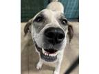 Adopt Paloma a Hound (Unknown Type) / Mixed dog in Birmingham, AL (38730732)