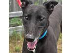 Adopt DURWOOD a Black Greyhound / Mixed dog in Grandville, MI (38730357)