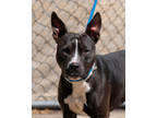 Adopt Ollie a Black American Pit Bull Terrier / Mixed dog in Toccoa