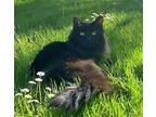 Adopt MARLEY - Offered by Owner - Inside/outdoor a All Black Domestic Mediumhair