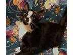 Adopt Amelia a Domestic Shorthair / Mixed cat in Lexington, KY (38729521)