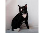 Adopt Cypress a All Black Domestic Shorthair / Domestic Shorthair / Mixed cat in