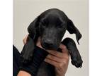 Adopt Hershey a Mixed Breed (Medium) / Mixed dog in Rancho Santa Fe