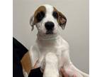 Adopt Gabriel a Mixed Breed (Medium) / Mixed dog in Rancho Santa Fe