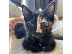 Adopt Baby Bell a Tortoiseshell Domestic Shorthair / Mixed (short coat) cat in