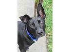 Adopt Amor a Black Mixed Breed (Large) / Mixed dog in Georgetown, DE (38701509)