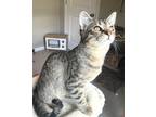 Adopt DEACON a Brown Tabby Domestic Shorthair / Mixed (short coat) cat in
