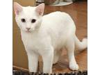 Adopt Quasar a White Domestic Shorthair / Mixed cat in Pittsburgh, PA (38726214)