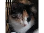 Adopt Caprice a Domestic Shorthair / Mixed cat in Hamilton, GA (38725894)