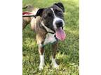 Adopt Artie a Brindle - with White Terrier (Unknown Type