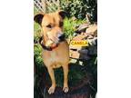 Adopt Canela a Black - with Tan, Yellow or Fawn Rhodesian Ridgeback / Labrador