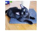 Adopt Great Barrier Reef a All Black Domestic Shorthair / Mixed cat in Saint