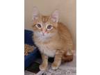 Adopt Carrot a Orange or Red Domestic Mediumhair / Domestic Shorthair / Mixed