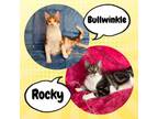 Adopt Rocky & Bullwinkle a Orange or Red Domestic Shorthair / Mixed cat in