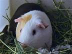 Adopt HARRY a Guinea Pig (medium coat) small animal in Denver, CO (38724939)
