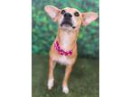 Adopt Precious a Tan/Yellow/Fawn Corgi / Mixed dog in Phoenix, AZ (38724709)