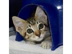 Adopt Nagisa a Gray or Blue Domestic Shorthair / Domestic Shorthair / Mixed cat