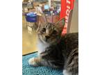 Adopt Molly a Brown Tabby Domestic Mediumhair / Mixed (medium coat) cat in Los