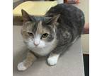 Adopt Tinkerbell a Domestic Shorthair / Mixed cat in Salisbury, MD (38720565)