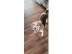 Adopt Gold a Red/Golden/Orange/Chestnut - with White Beagle / Mixed dog in Las