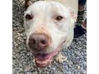 Adopt Gabe a White - with Tan, Yellow or Fawn Pit Bull Terrier / Mixed dog in