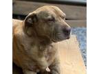 Adopt Sarabi a Brown/Chocolate Shar Pei / Mixed dog in Chatham, VA (38723855)