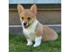 Pembroke Welsh Corgi Puppy for sale in Clare, MI, USA