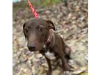 Adopt Hermione a Brown/Chocolate - with White Mountain Cur / Feist dog in