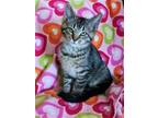 Adopt Junie Bee Bug a Brown Tabby Domestic Shorthair / Mixed (short coat) cat in