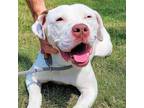 Adopt Charleigh a White - with Tan, Yellow or Fawn American Pit Bull Terrier /