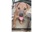Adopt Sadie a Labrador Retriever / Mixed dog in Brookeville, MD (38721653)