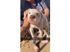 Adopt Sienna a Labrador Retriever / Mixed dog in Brookeville, MD (38721655)