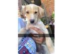 Adopt Honey a Labrador Retriever / Mixed dog in Brookeville, MD (38721656)