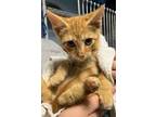 Adopt Boris a Orange or Red Tabby American Shorthair (short coat) cat in