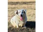 Adopt Snow White #5258 a Cardigan Welsh Corgi