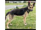 Adopt Alfred a Tan/Yellow/Fawn German Shepherd Dog / Mixed dog in Flintstone