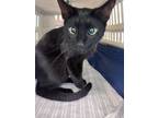 Adopt Brazil a Domestic Shorthair / Mixed (short coat) cat in Portsmouth
