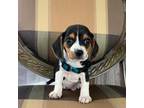 Beagle Puppy for sale in Gentry, AR, USA