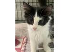 Adopt Moe a Black & White or Tuxedo Domestic Longhair / Mixed (long coat) cat in