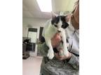 Adopt Larry a Black & White or Tuxedo Domestic Shorthair / Mixed (short coat)