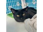 Adopt Fallyn a Domestic Shorthair / Mixed cat in Troy, VA (38720792)