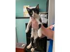 Adopt Fish-kitten a Black & White or Tuxedo Domestic Shorthair / Mixed (short